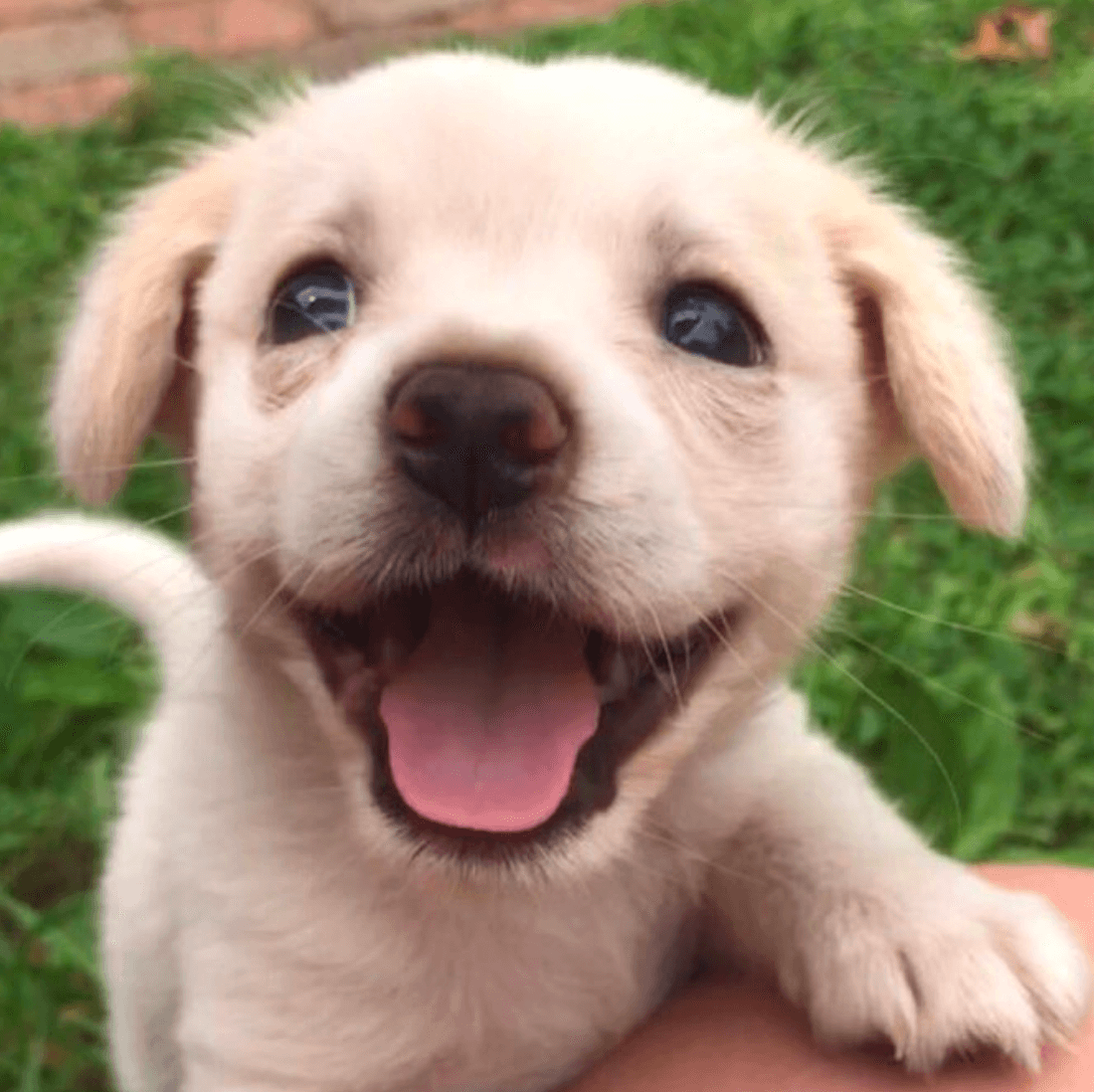 puppy smiling
