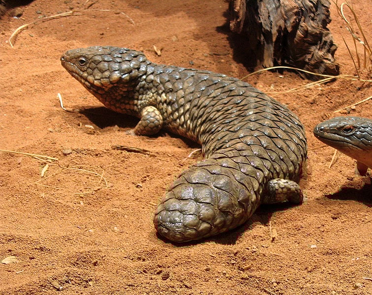 Shingleback skink