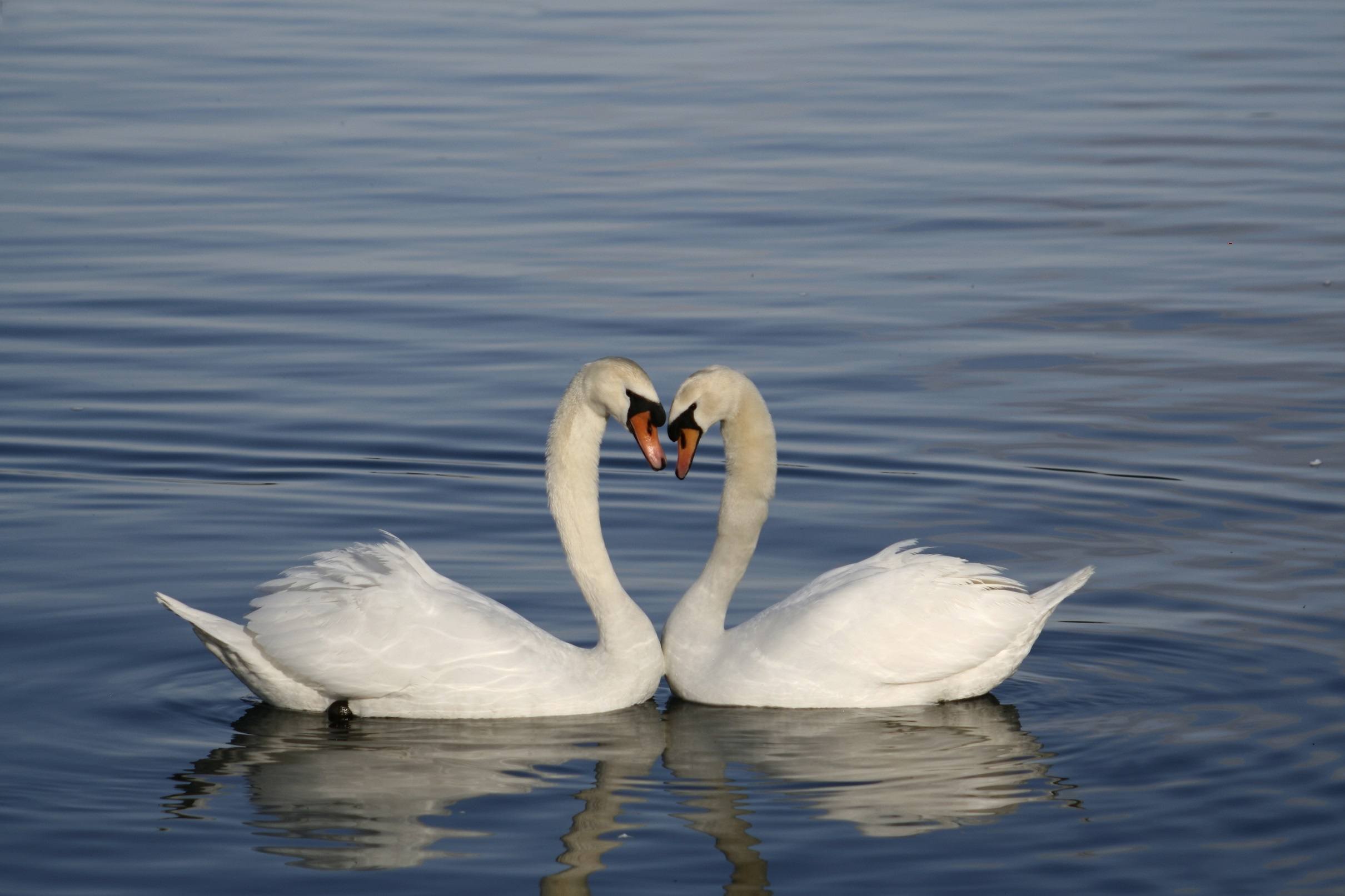 Swans with heads together
