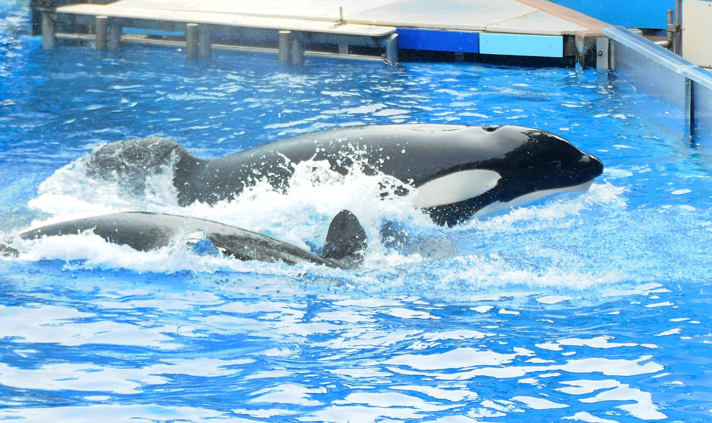 Killer Whale That Killed Its Trainer Returns To Show At SeaWorld
