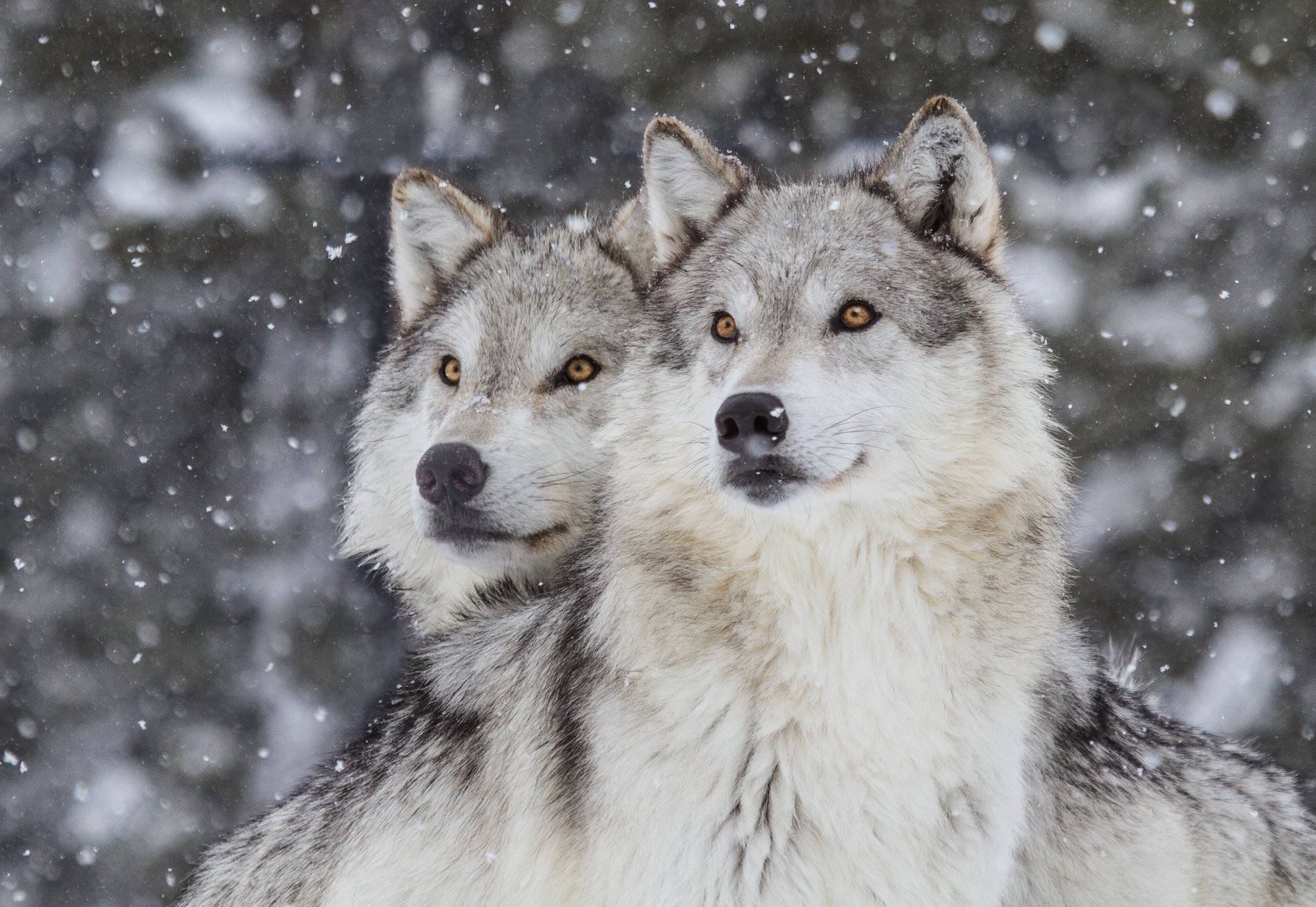Wolves in Snow (Canus Lupus)