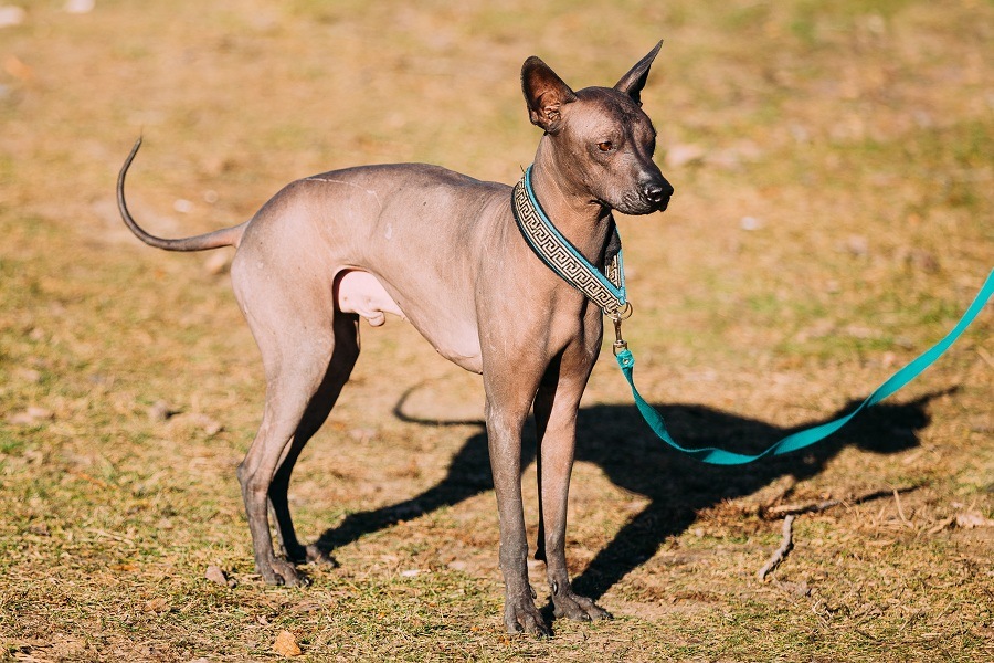 Xoloitzcuintli or Xolo Xoloitzcuintli or Xolo