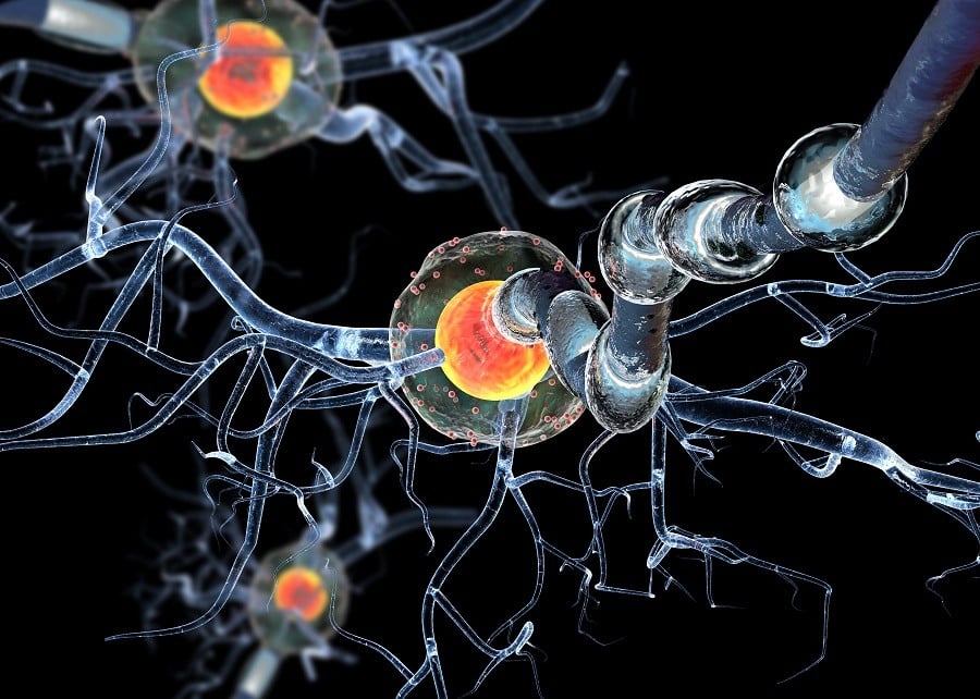 Immune system