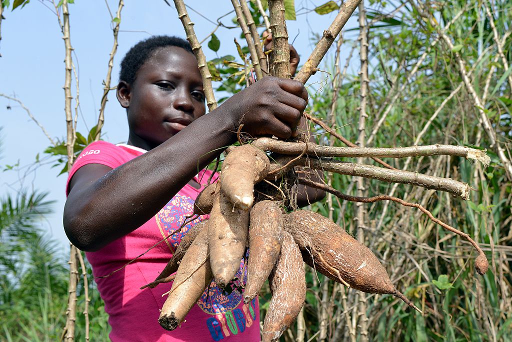 A woman holds manioc (or cassava) tubers in a plantation near Abidjan
