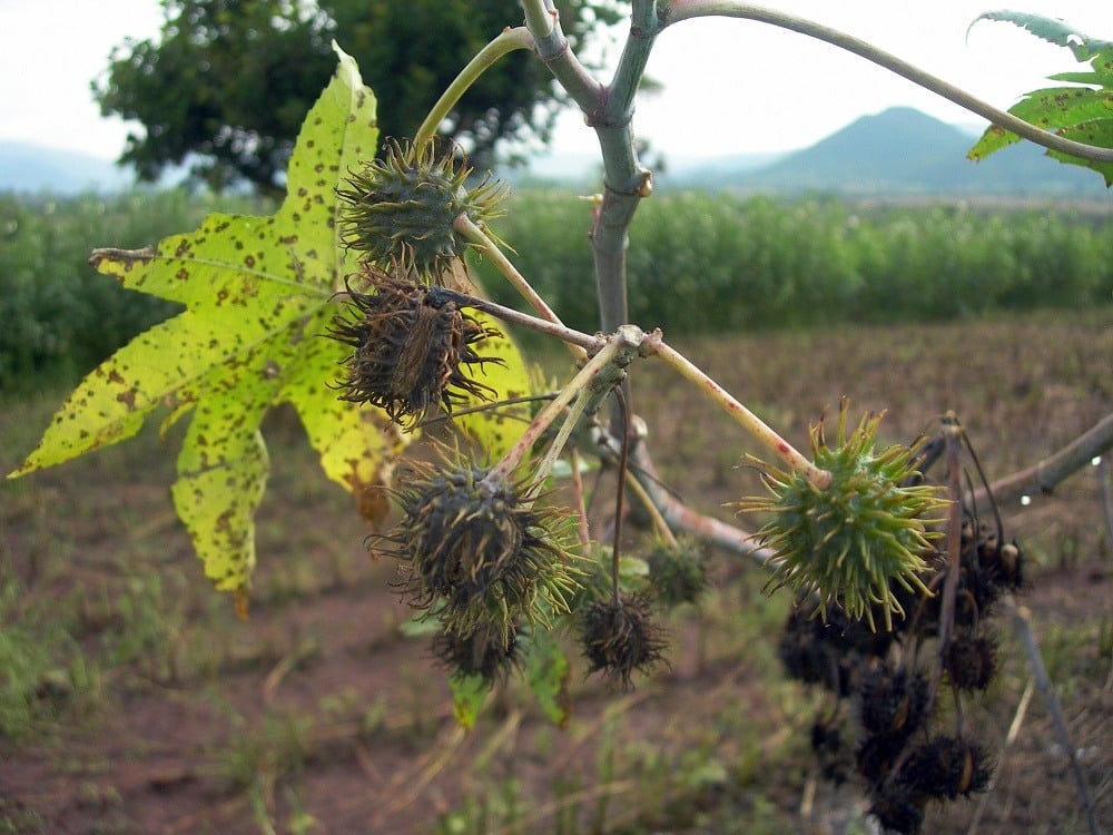 TO GO WITH AFP STORY BY Aaron MAASHO Foliage of castor bean plants