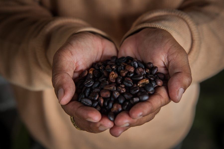 A person holding coffee beans. A person holding coffee beans.