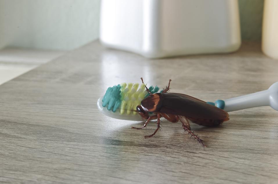 germs from cockroach