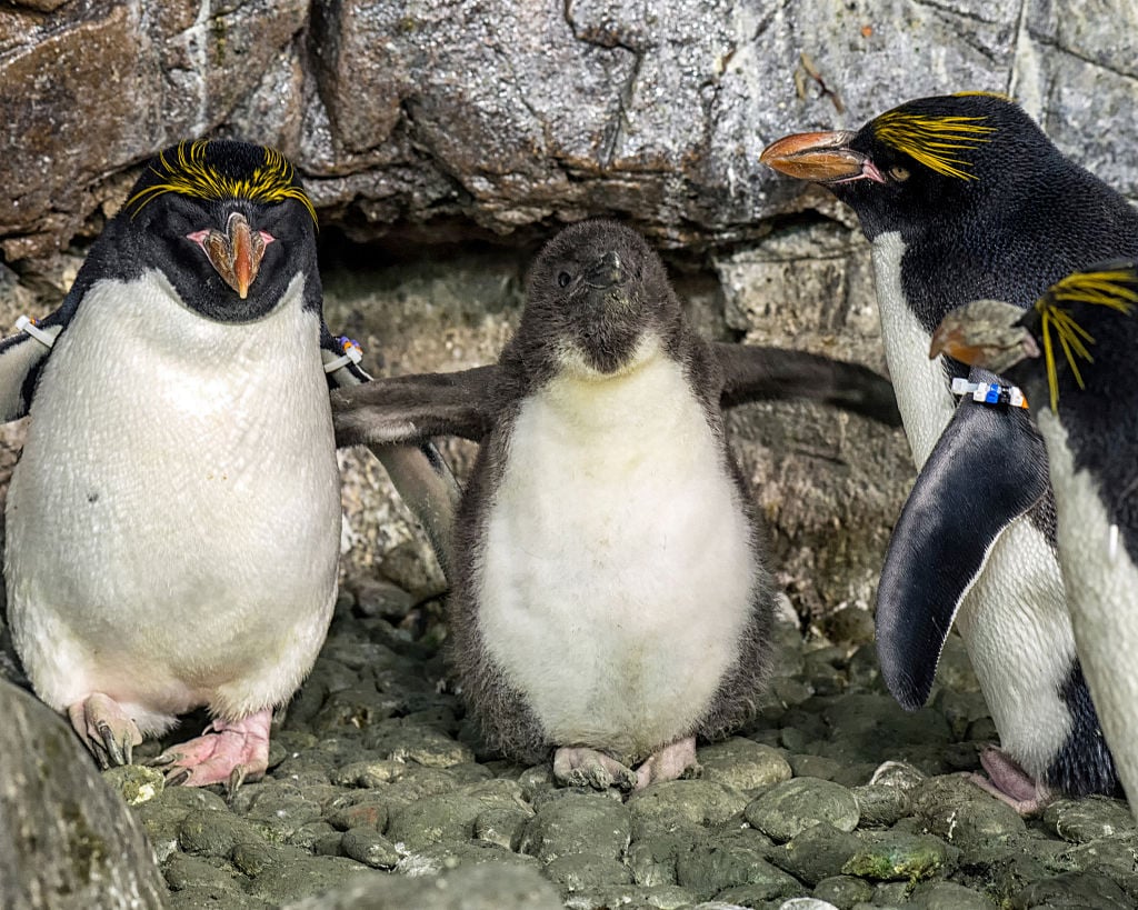 a one-month-old macaroni penguin chick stretches its flippers at SeaWorld San Diego Penguin Encounter