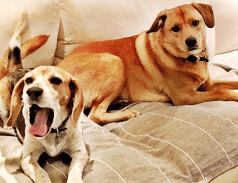 Meghan Markle's dogs Meghan Markle's dogs