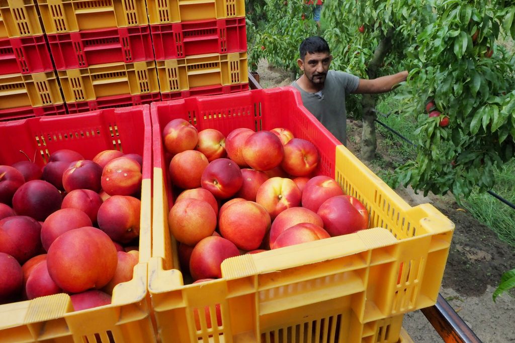 A worker of organic nectarines production