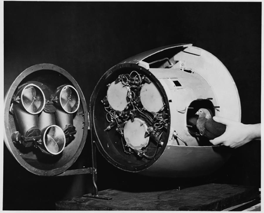 A bird being loaded into a bomb A bird being loaded into a bomb