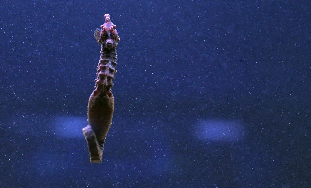 A picture shows a sea horse in an aquarium