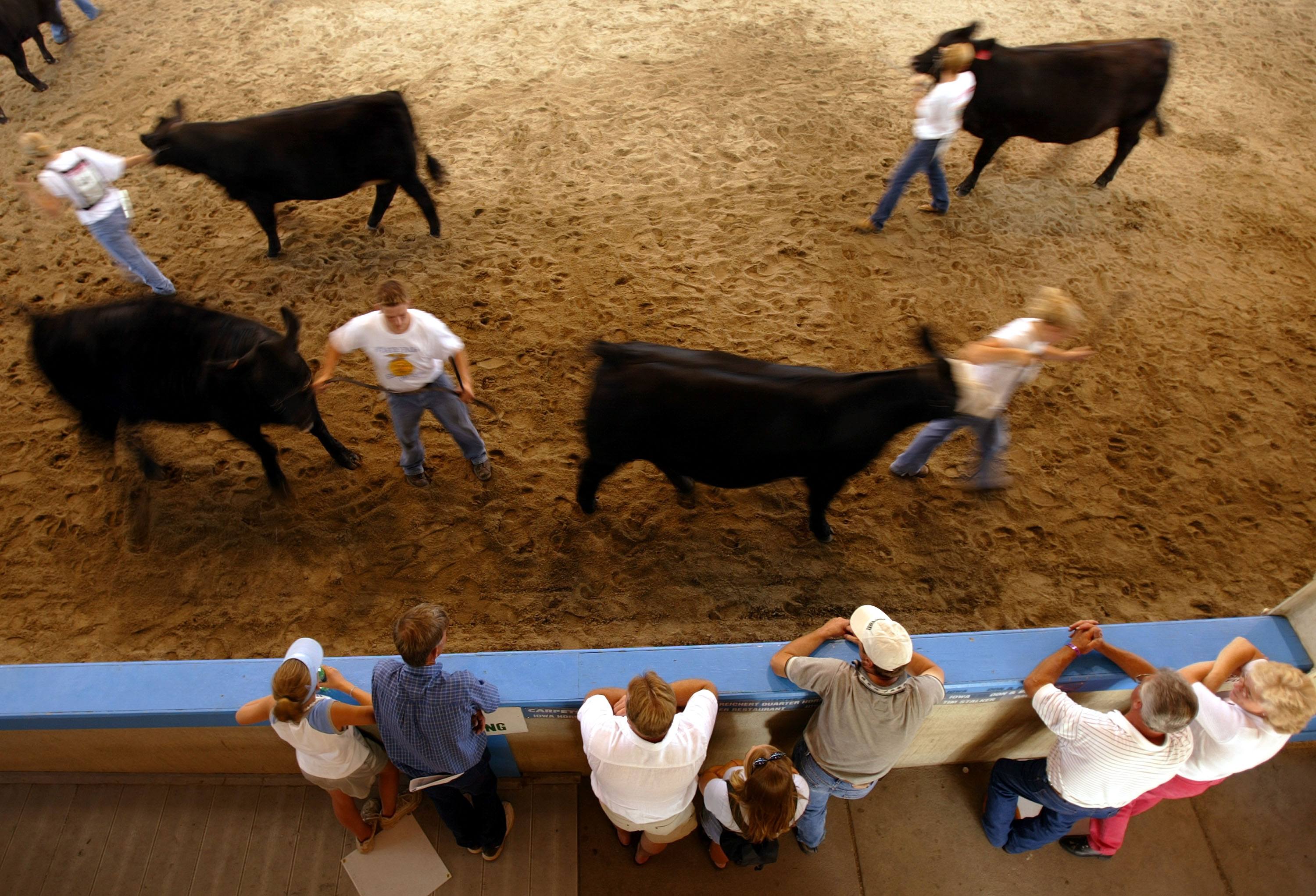 Teens parading cattle during 4-H event at the Iowa State fair