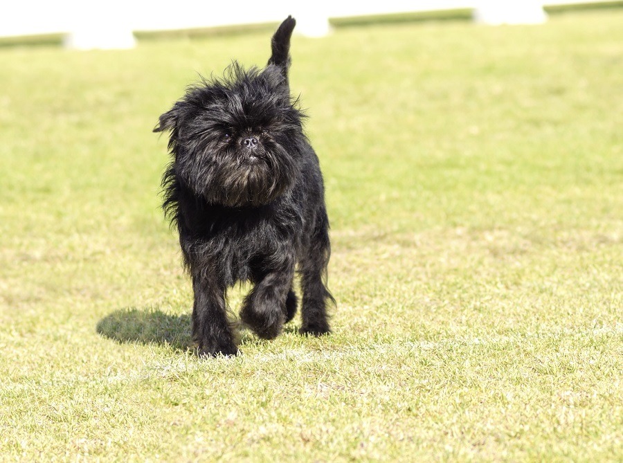 Affenpinscher dog Affenpinscher dog