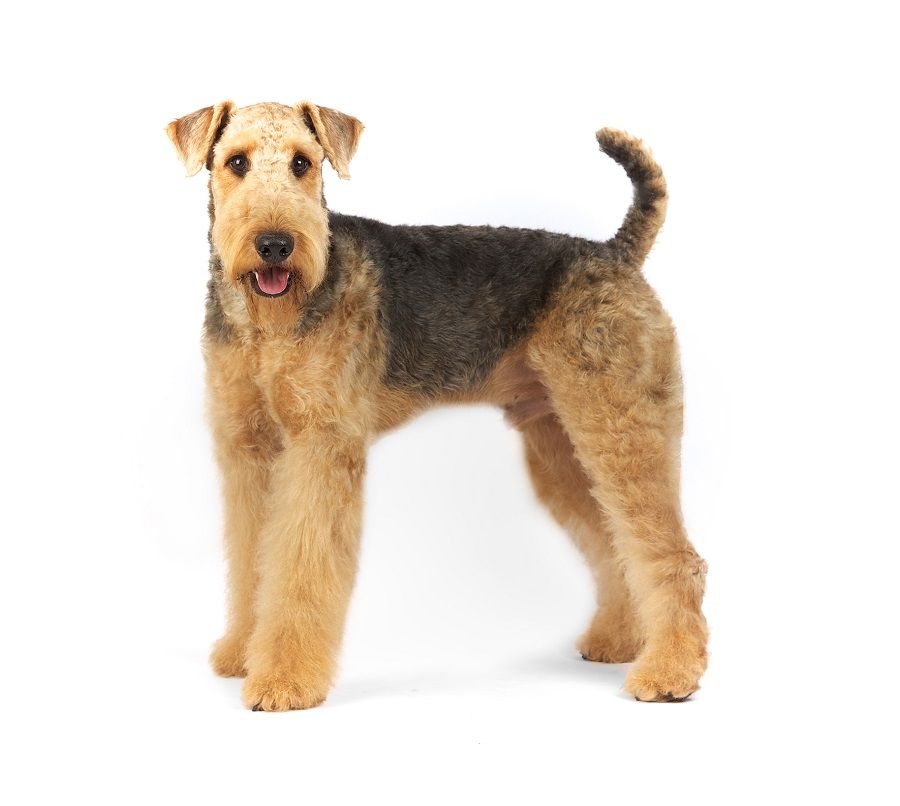 You Wont Believe the Crazy Tasks These Dog Breeds Were Originally Used For You Wont Believe the Crazy Tasks These Dog Breeds Were Originally Used For