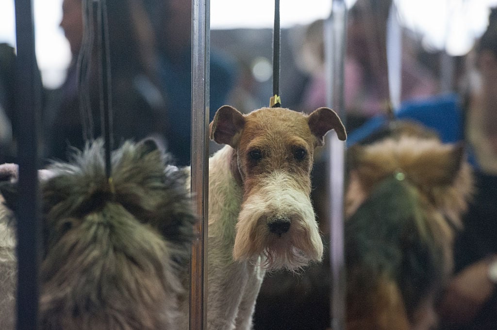 A wire fox terrier waits with other dogs in the grooming area.