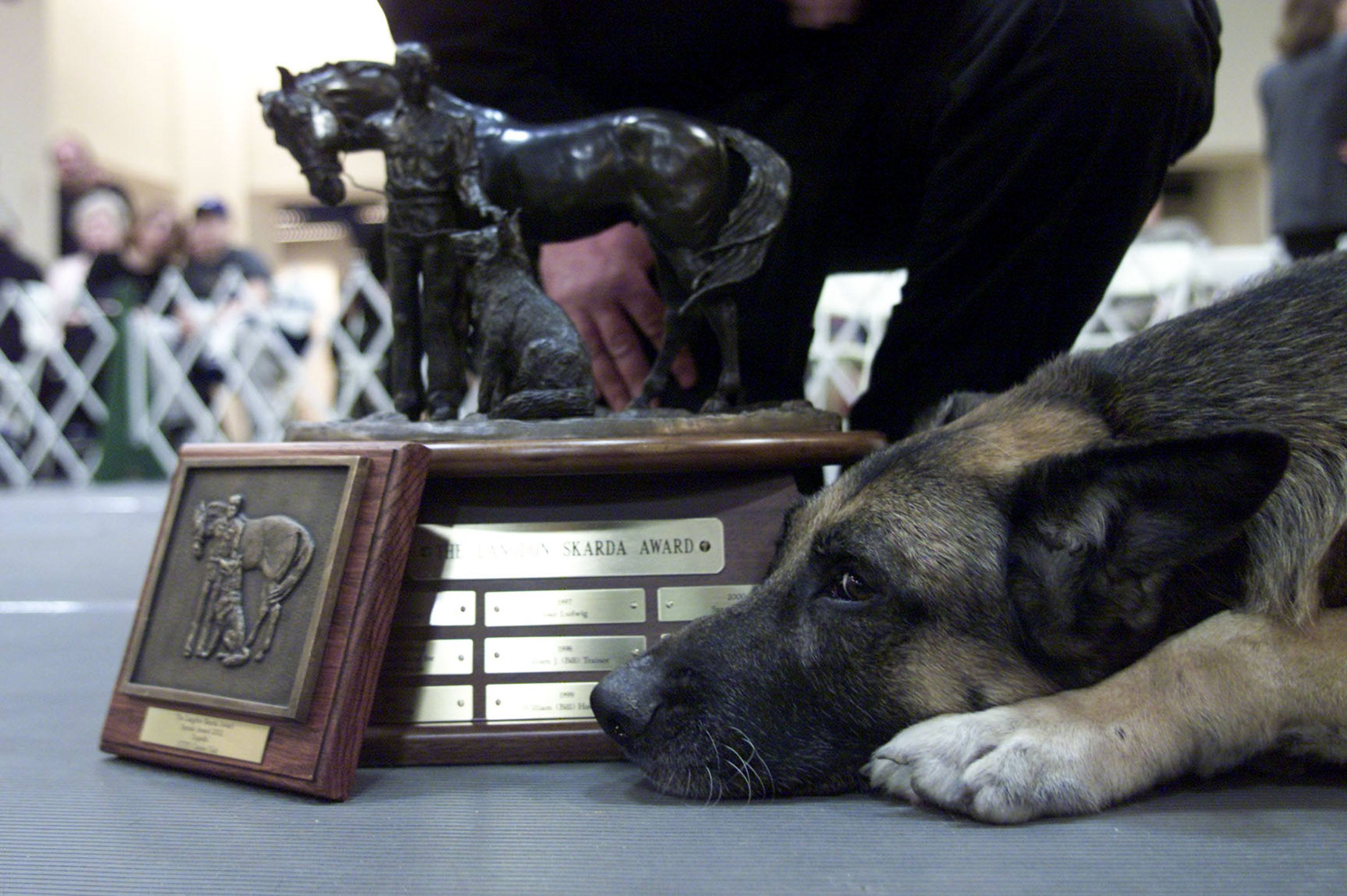 World Trade Center Search and Rescue dog, Apollo, rests by the Langden Sarter award