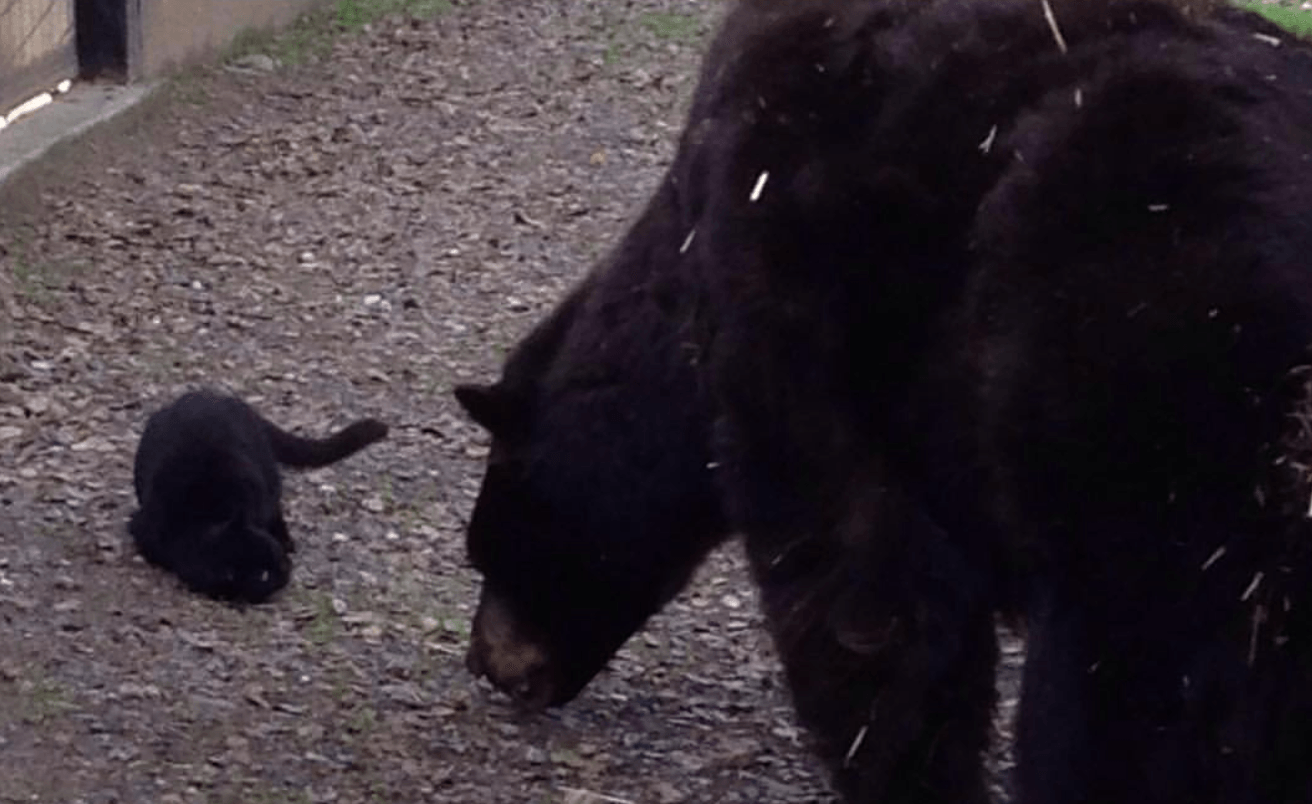 Bear and cat