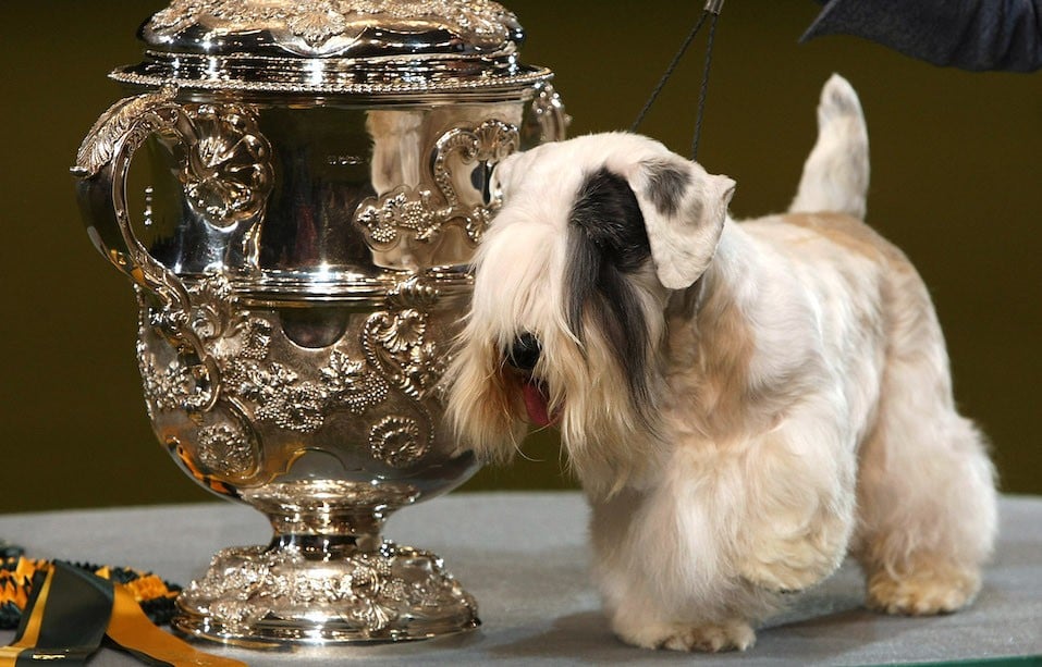 Sealyham terrier stands next to a trophy.