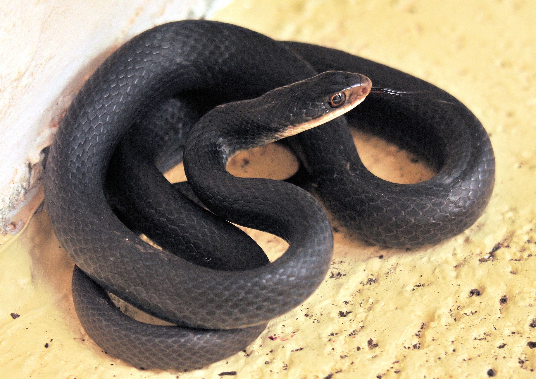 Black Racer snake