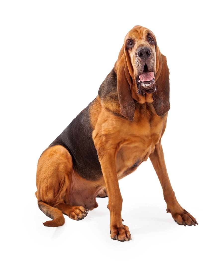 Bloodhound dog Bloodhound dog