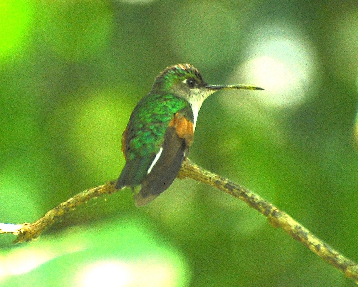 Blue-capped Hummingbird