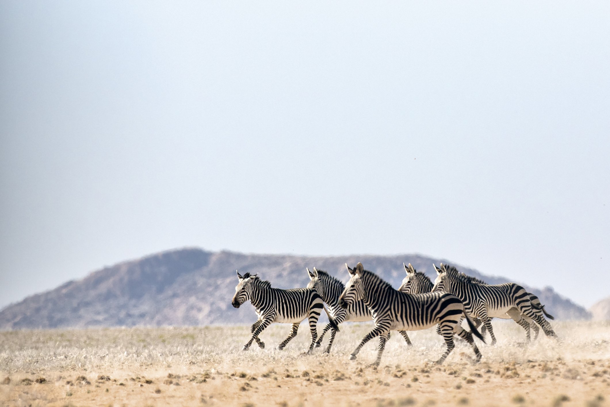Haartmans Mountain Zebra