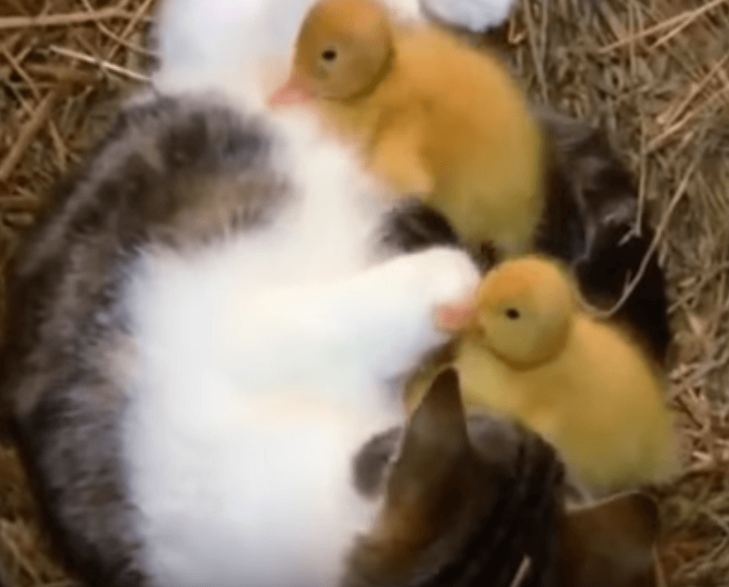 Cat and ducklings