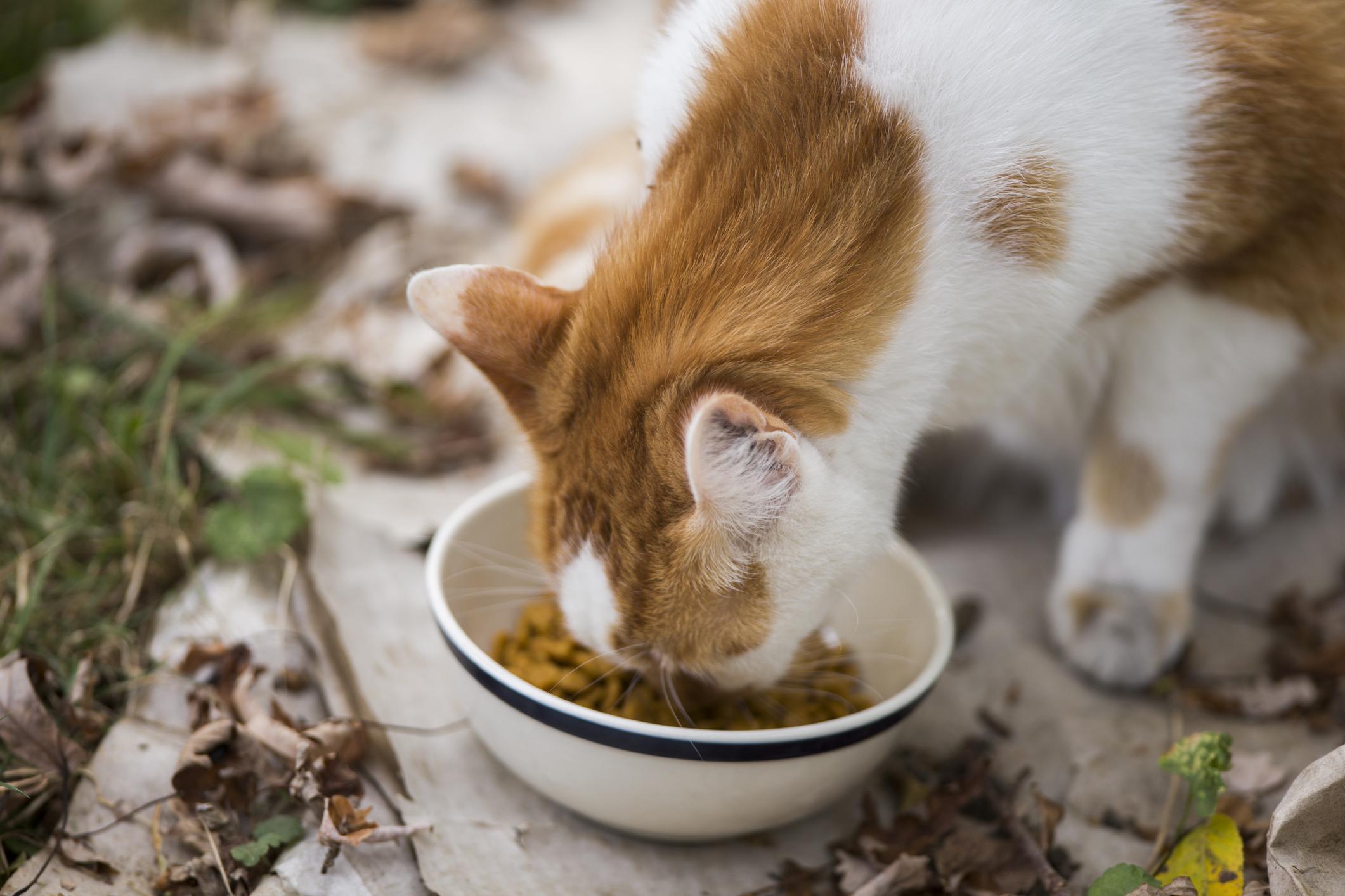 A cat eats cat food in a backyard on a fall day