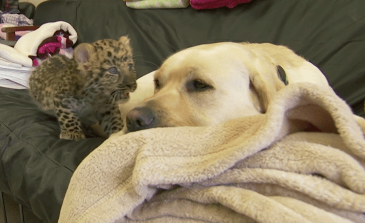 Cheetah and lab