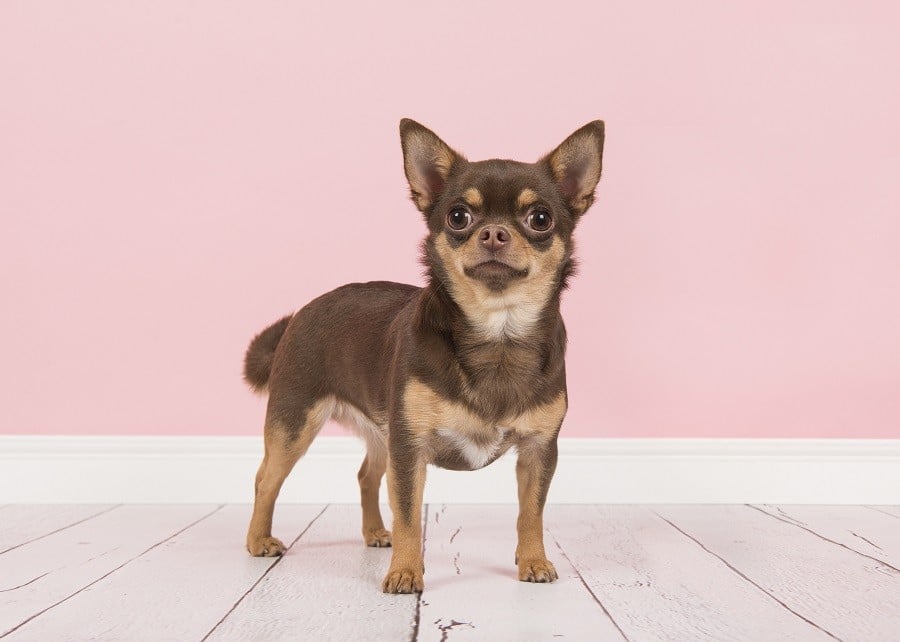 brown chihuahua