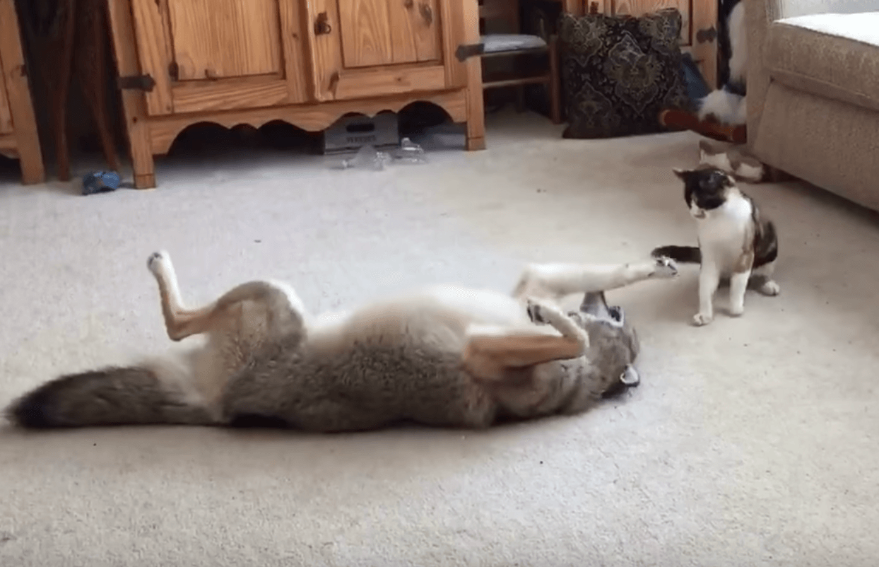 Coyote and cat