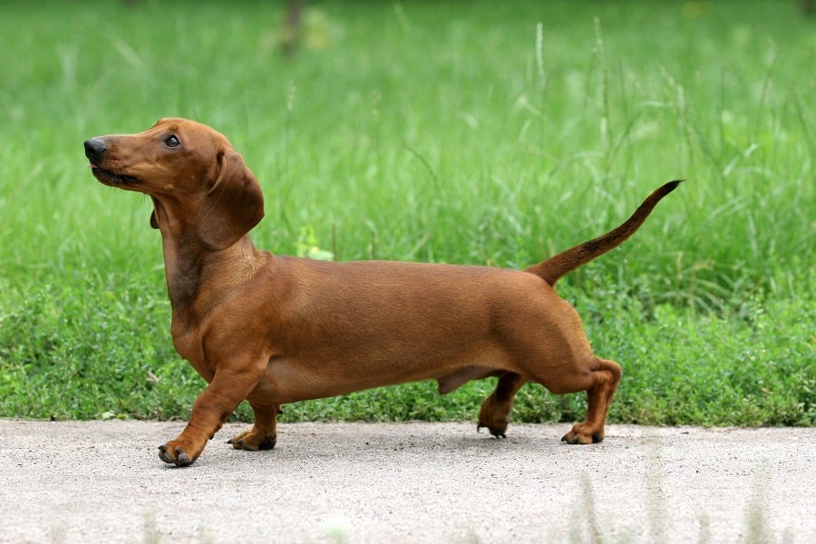 Dachshund on grass