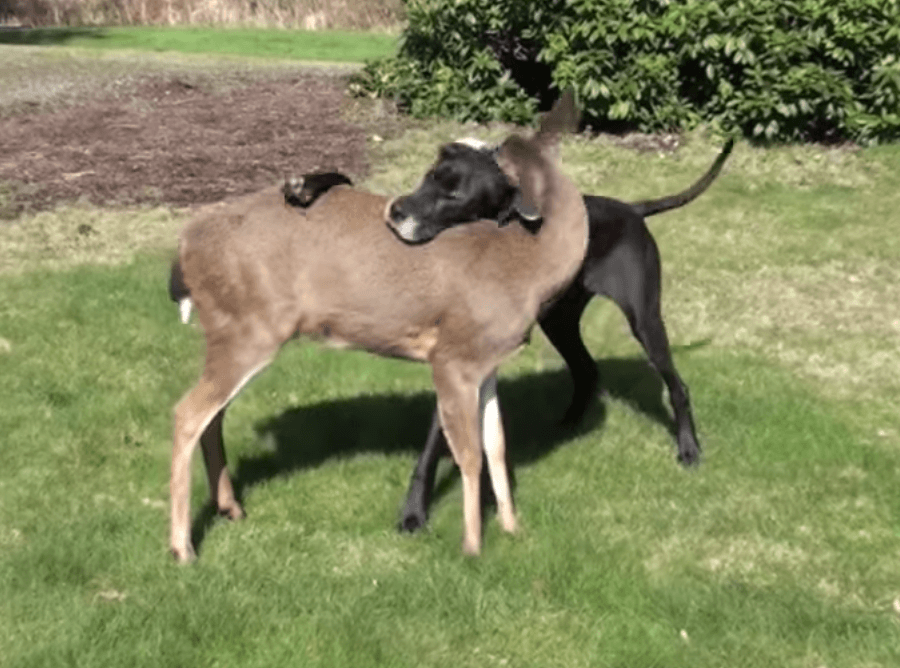 Deer and dog