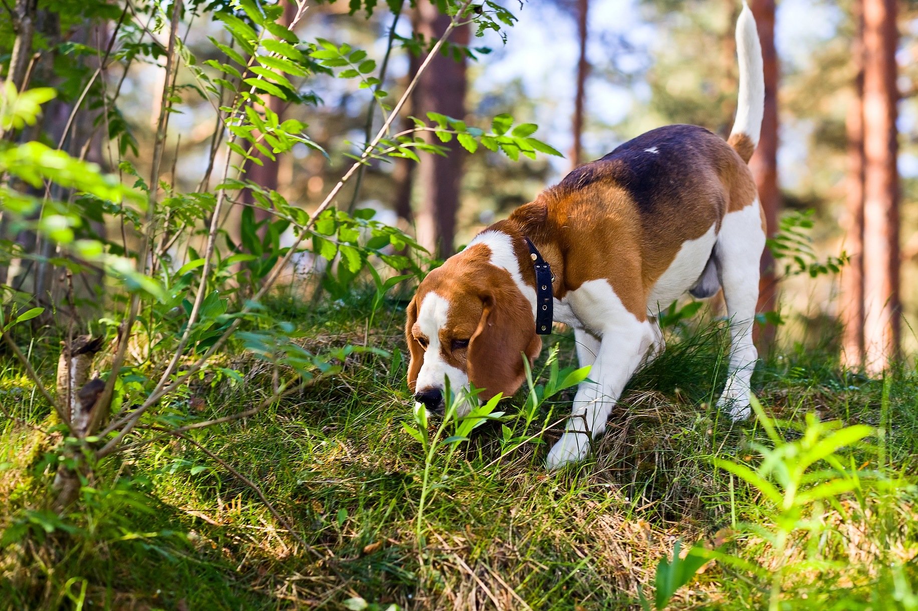 Beagle dog sniffing the ground in the forest