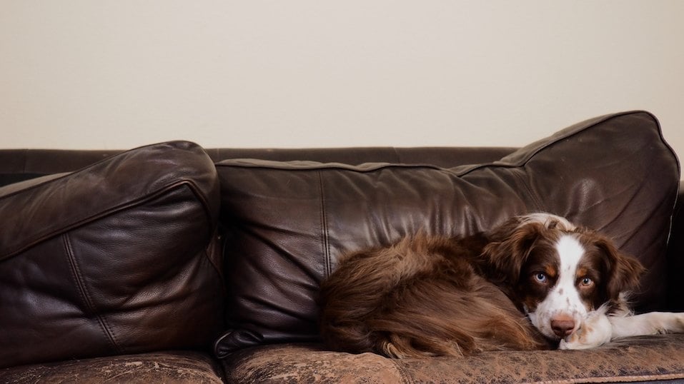 Dog on sofa