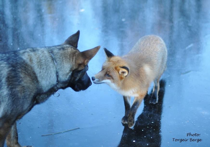 You're My Best Friend: 17 Unlikely Animal Friends That Will Surely Melt  Your Heart