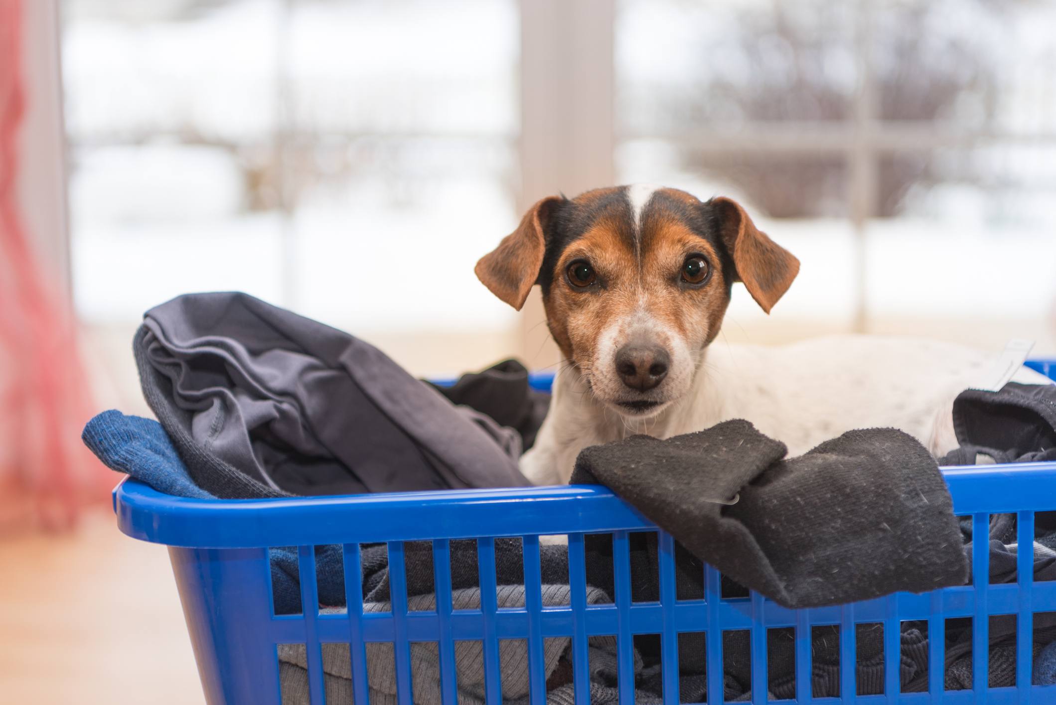 Jack Russell Terrier dog in a laundry basket full of clothes