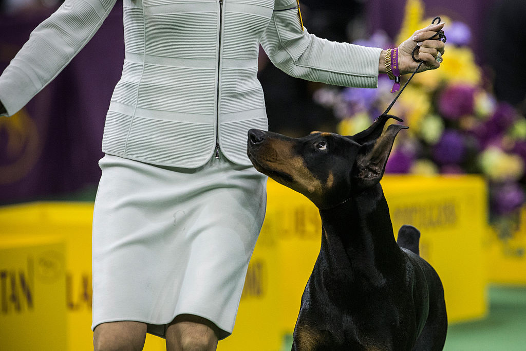 A Doberman pinscher walks during the Working Group.