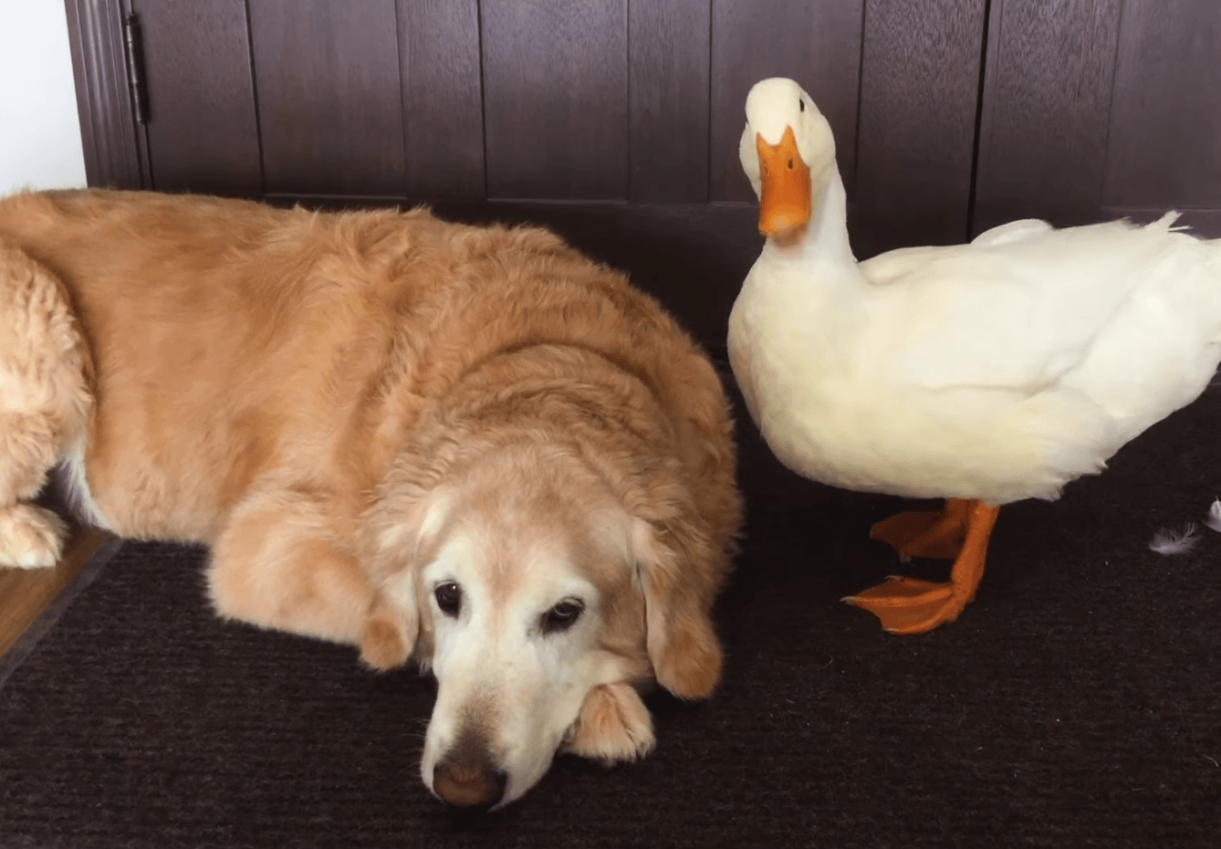 Duck and dog