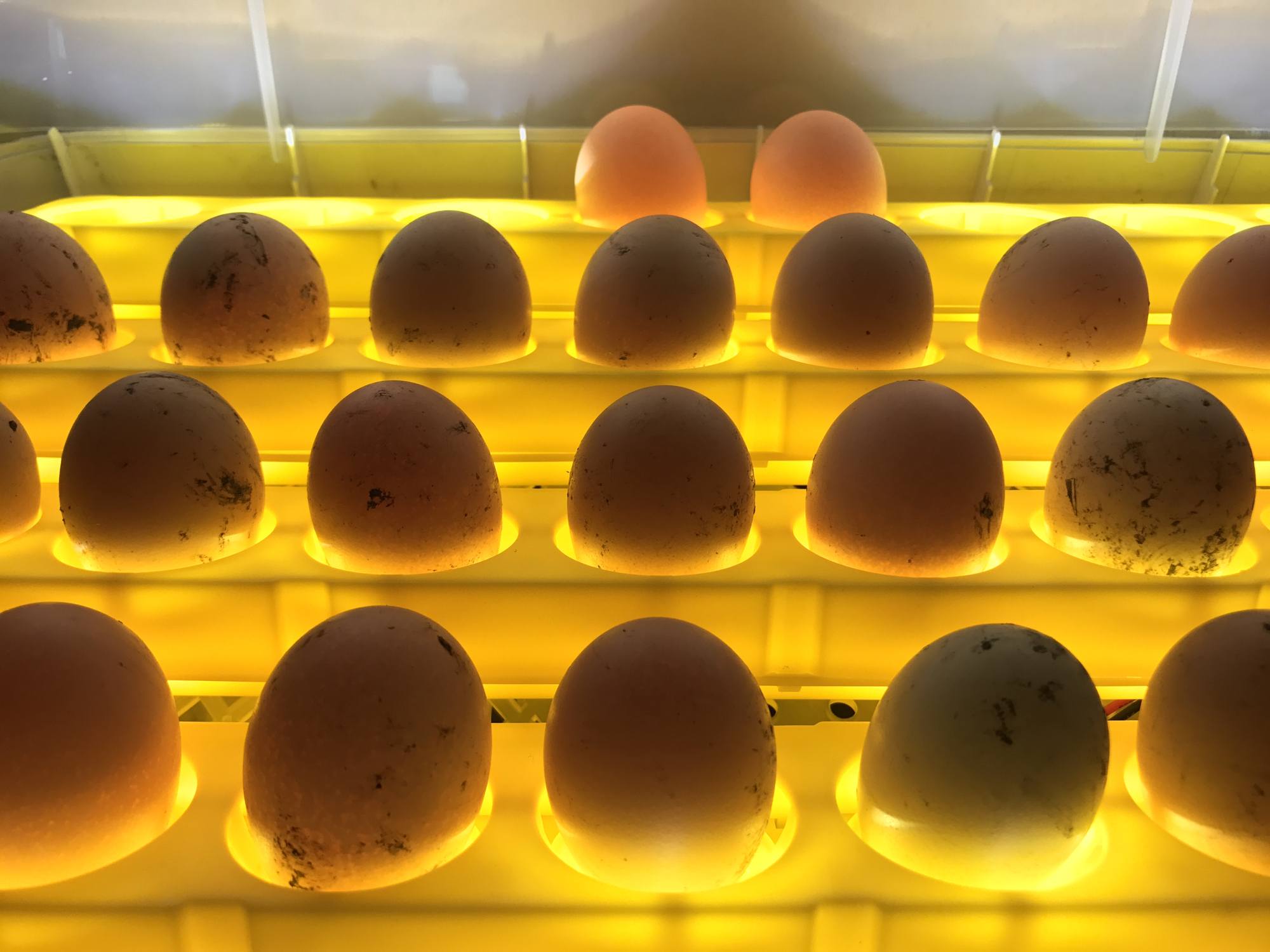 Fresh eggs in incubator
