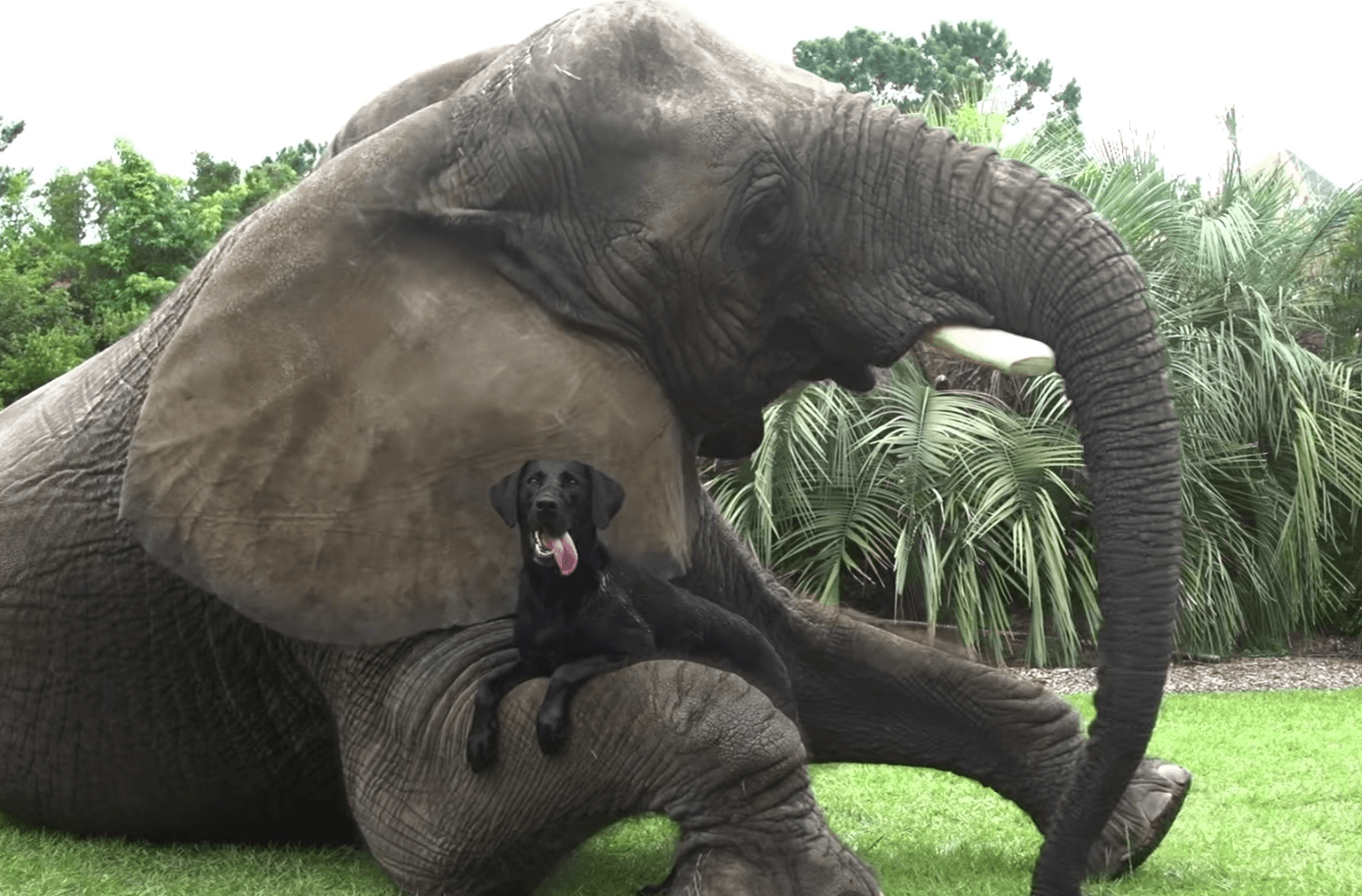 Elephant and labrador