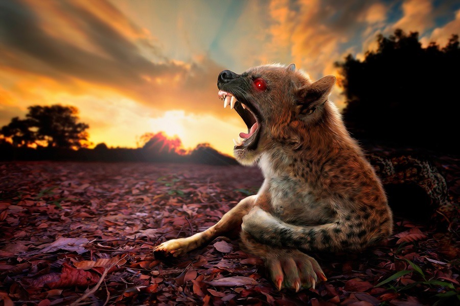 A composite from my own images of dog