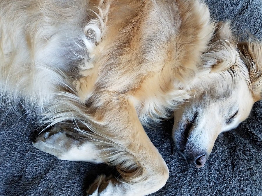 Golden Retriever sleeping