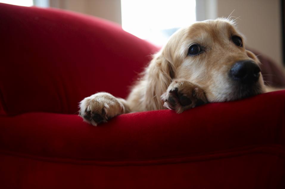 Couch Fabrics For Pet Owners, What Is The Best Material For A Sofa If You Have Dogs