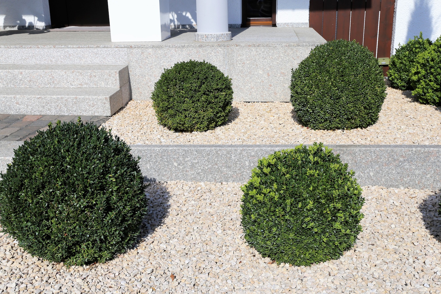 Front garden with decorative gravel and boxwood balls