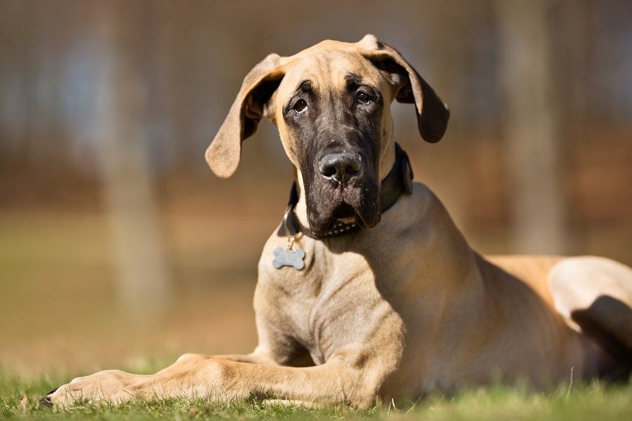 A purebred Great Dane dog