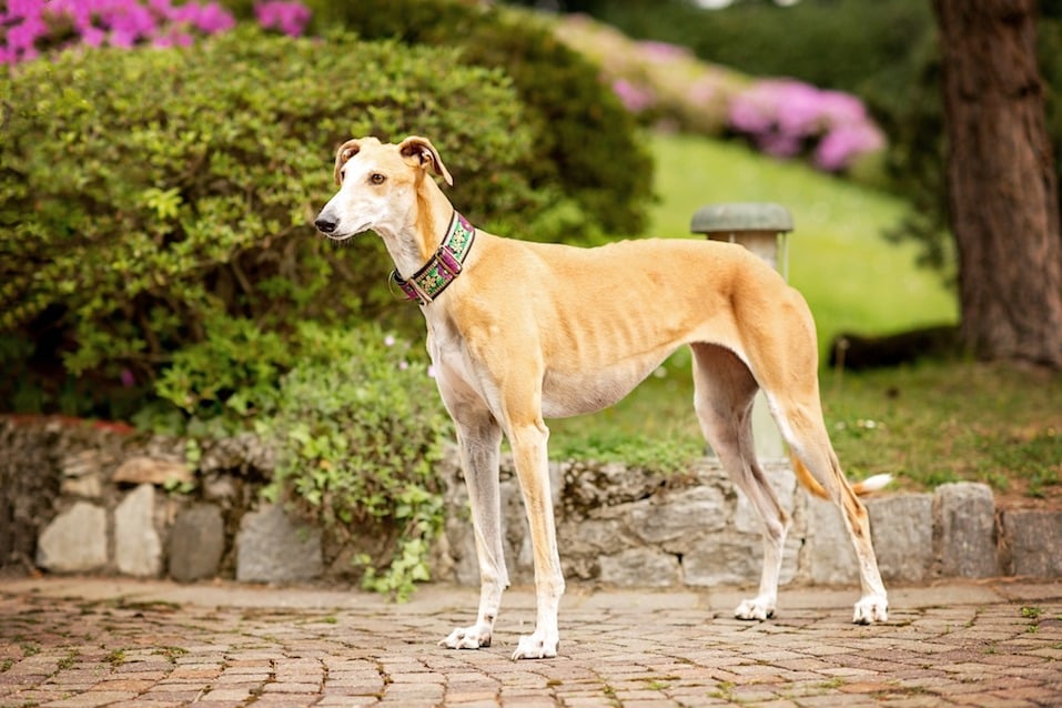 Spanish Greyhound Galgo looking around