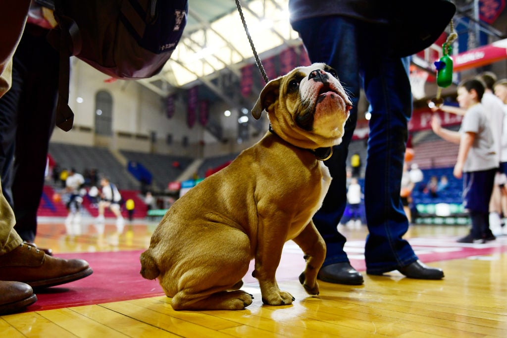 Bulldog Handsome Dan Yale Mascot