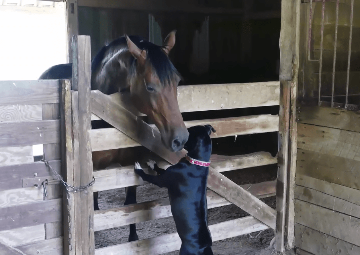 Horse and dog